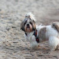 Умка :: Андрей Николаевич Незнанов