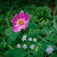 Крым. На Аю-Даге. Май 2025 :: Вячеслав Владимирович