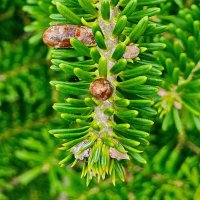 Первые шишечки :: Михаил Свиденцов