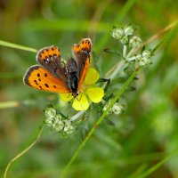 из снятого сегодня  1 :: Александр Прокудин