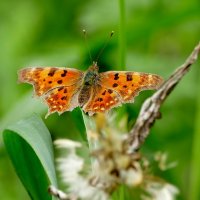 из снятого сегодня 3 :: Александр Прокудин из снятого сегодня 3 :: Александр Прокудин