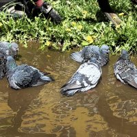 После дождичка :: Мария - Maria