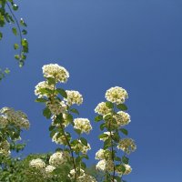 Почти лето :: Pippa 