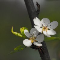 Нежность весны :: Олег Фролов