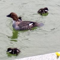 Гоголи :: Сапсан 