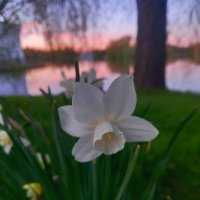 Нарцисс :: Сапсан 