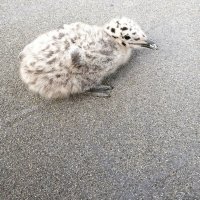 Птицы :: Ирина 