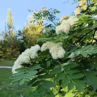 майское цветение :: Галина R... майское цветение :: Галина R...