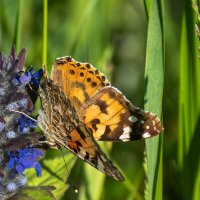 Бабочка репейница :: Игорь Сикорский