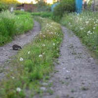 На прогулке :: Петр 