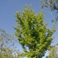 Зелёный дубок. :: Андрей Хлопонин