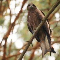 Он умеет ждать :: Владилен Панченко