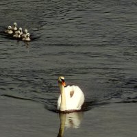 Не отставать. :: Юрий. Шмаков