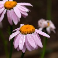 После дождя :: Юрий. Шмаков