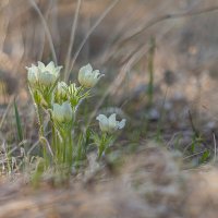 Семейство снов :: Ирина Коледова