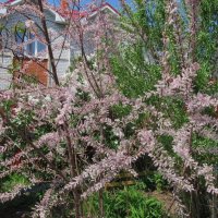 розовый май :: Елена Шаламова