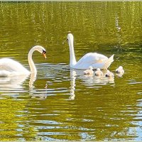 На озере. :: Валерия Комова