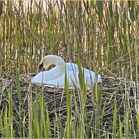 Утро на озере. В гнезде. :: Валерия Комова