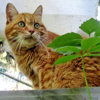 Барсик на посту. :: Ольга Довженко