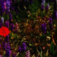 Мак на полянке :: Юрий Гайворонскiий