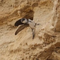 ласточка берегов ушка :: Александр Есликов