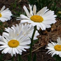 Мои любимые ромашки :: Татьяна Смоляниченко Мои любимые ромашки :: Татьяна Смоляниченко