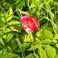 Тюльпашка-потеряшка :: veilins veilins