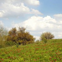 Пионы тонколистные, горицвет :: Надежда Куркина 