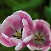 Последние тюльпаны :: Светлана Последние тюльпаны :: Светлана