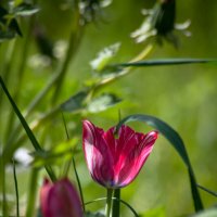 Тюльпанчик. :: Анатолий Нецепляев Тюльпанчик. :: Анатолий Нецепляев