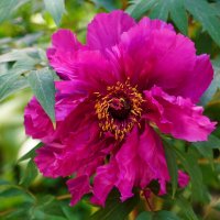 Пион :: Татьяна Тюменка