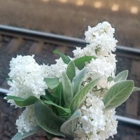 Весенняя красота =) :: Наталья