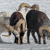 Архар :: Aleksey Afonin Архар :: Aleksey Afonin