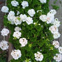 Клумба у больницы :: Нина Колгатина 