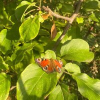 Бабочка на даче :: Нина Колгатина 