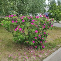 Шиповник у дороги :: Игорь Ч.