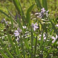 Вспоминая апрель... :: Syntaxist (Светлана)