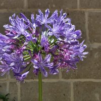 Агапантус африканский :: Светлана Хращевская