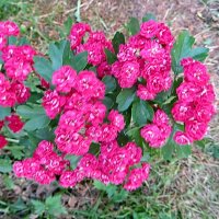 Кто бы мог подумать, что это не розы... :: Александр Чеботарь