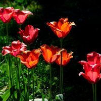 Тюльпаны :: Анастасия Попова