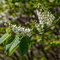 Черёмуха :: Aleksey Afonin Черёмуха :: Aleksey Afonin