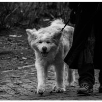 Петербург :: Лана Пипякина