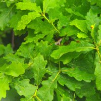 Какой он - молодец ! :: Юрий Куликов Какой он - молодец ! :: Юрий Куликов