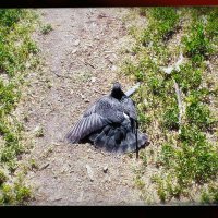 Голубь греется на солнце. :: Игорь Солдаткин