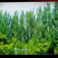 Летний ряд. :: Игорь Солдаткин