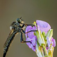 Ктырь.(Asilidae). :: Александр Григорьев