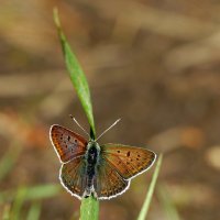 Бабочки, снятые вчера  1 :: Александр Прокудин