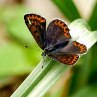 Бабочки, снятые вчера 5 :: Александр Прокудин Бабочки, снятые вчера 5 :: Александр Прокудин