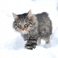 Маркиз :: Рудаков Сергей 