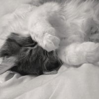 Спит синоптик :: LudMila 